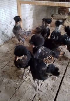 Polish Chicks