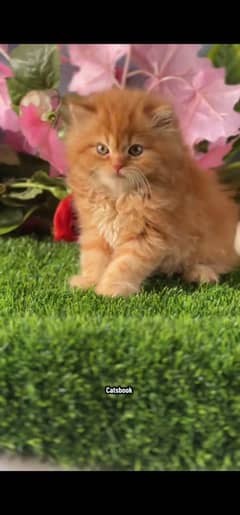 Persian cat triple koted Blue Eyes 03317660437 WhatsApp