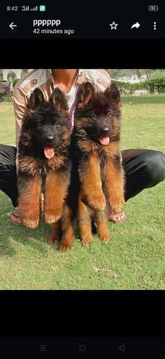 German shepherd puppies long coat my WhatsApp number 03001868066
