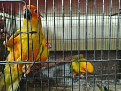 goldeian finch and Sun knore