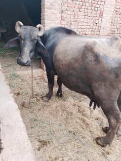 buffalo