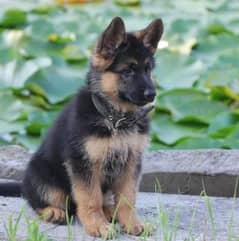 German