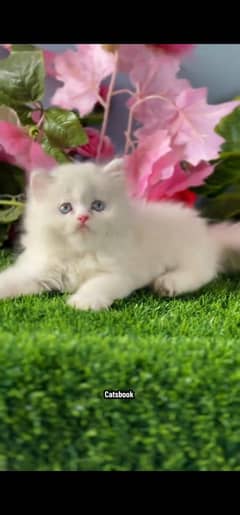 Persian