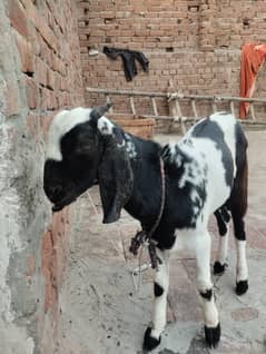 3 month bakra price 22000