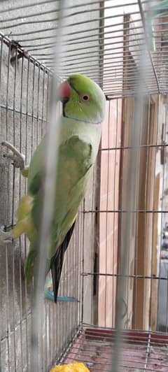 parrot