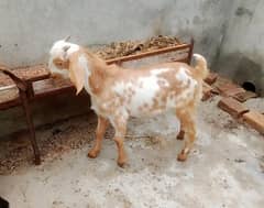 male teda