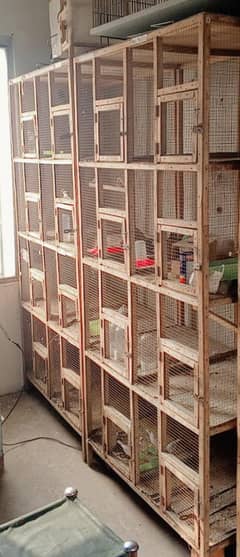 finch