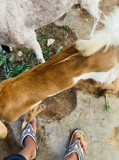 Bakra available for sale03173828167