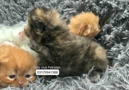 Persian kittens available