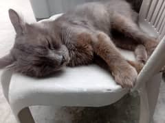 grey Persian cat double coated