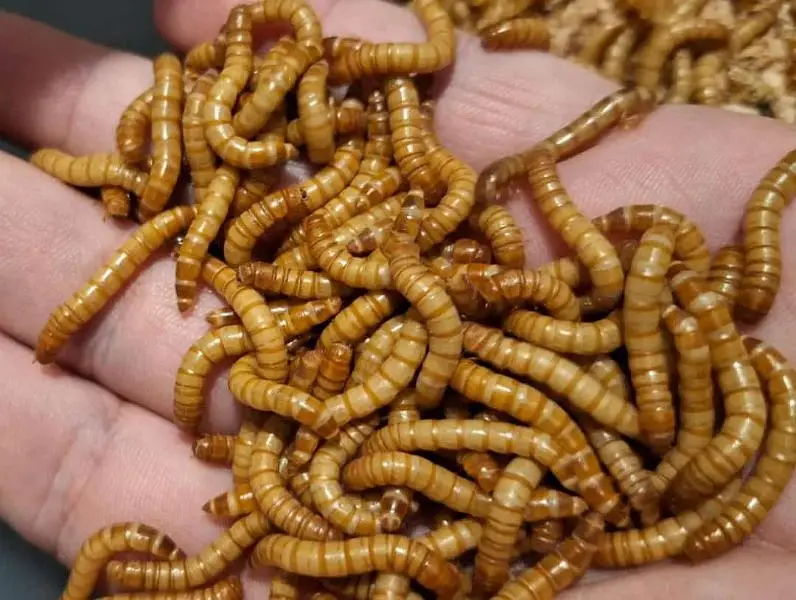 Live Mealworms & Dry BSF Larvae — photo 4