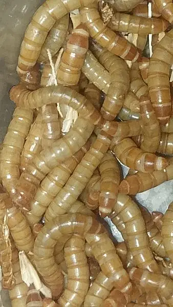 Live Mealworms & Dry BSF Larvae — photo 8