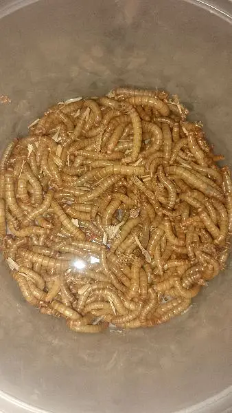 Live Mealworms & Dry BSF Larvae — photo 9