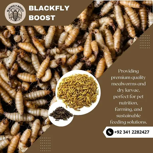 Live Mealworms & Dry BSF Larvae — photo 12