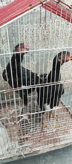 Mushka pair age 4 month