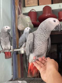 Congo