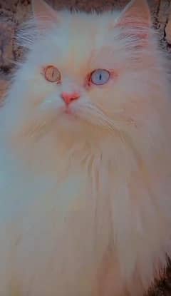 Persian odd eyes female for sale in reasonable price