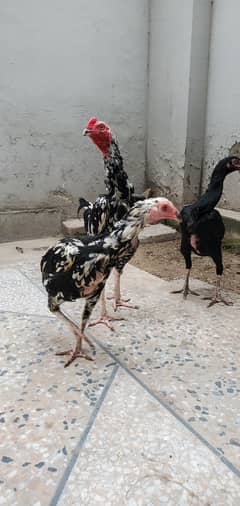 Heera Muskan cross bread /hens /aseel