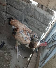 egg laying aseel pair