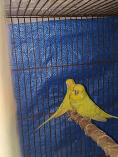 pair