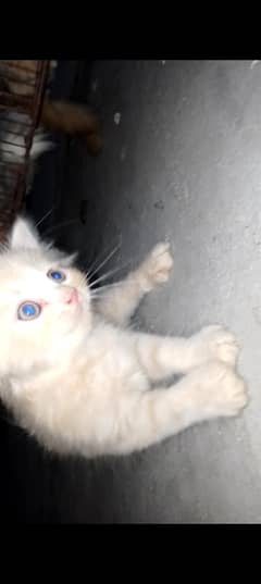 Persian cat female
