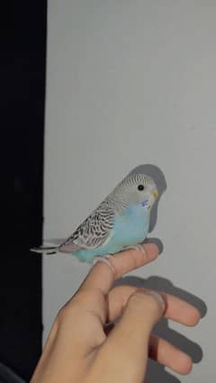 Handtamed Australian For Sale / Cocktail Chicks For Sale