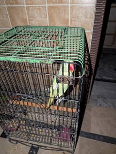 RAW parrot