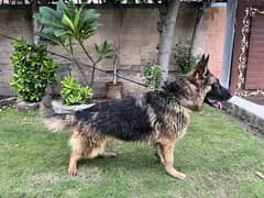 German shepherd female puppy Availble for new home