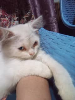 persian White double coated female