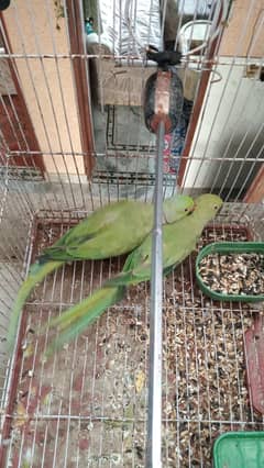 Ringneck Breeder Pair