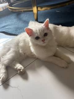 Persian