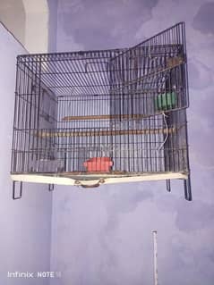 taking parrot