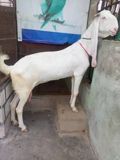 gulabi