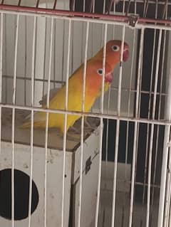 Latino lovebirds pair