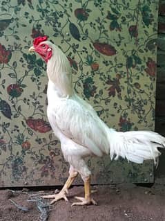heera
