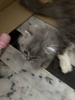 2 persian Cats for sale