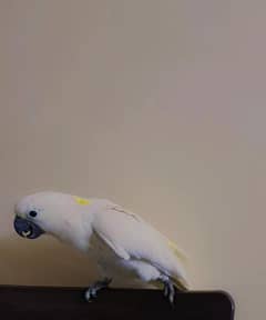 Cockatoo Triton