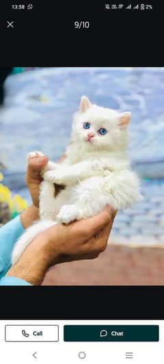 Beautiful Persian Kitten punch face for sale