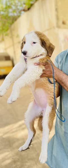 Afghan Kucchi 7 month puppie