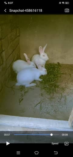 RABBIT