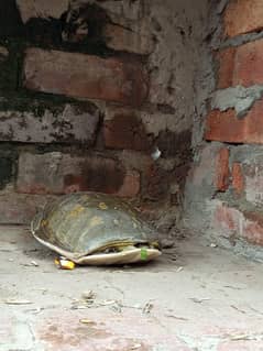 Turtle