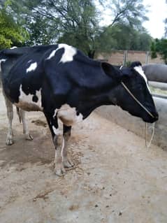 cow Australian