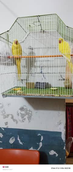 yellow ringneck