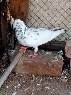 Bazzi Pigeon Nivi