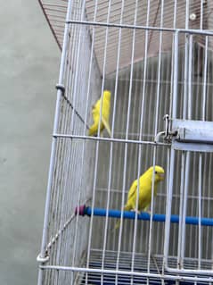 Australian parrots, 2 pairs- One pair Yellow Second pair Green