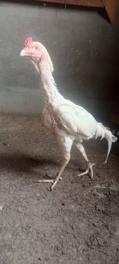 2 male for sell