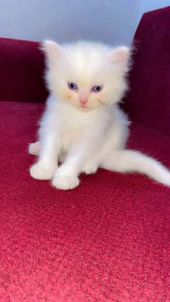 persian