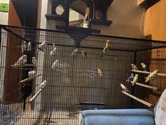 Birds and fly cage for sale