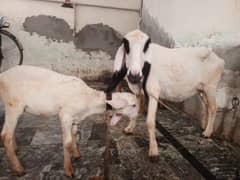 sheep female choge with female bachi for sale