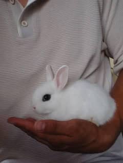 dwarf hotot rabbit bunny's